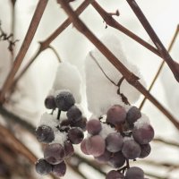 в :: Константин Сафронов в :: Константин Сафронов