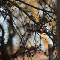 В - значит воробьи :: Константин Сафронов