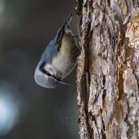 Поползень :: Виктор Иванович Чернюк