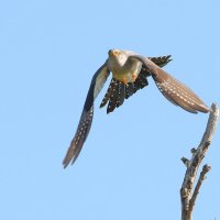 Кукушка :: Михаил Белоусов