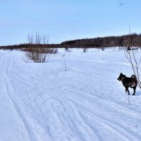 Март...Пес- добытчик и охотник! :: Владимир Март...Пес- добытчик и охотник! :: Владимир