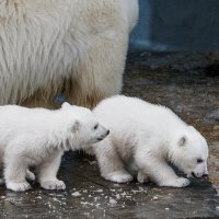 Белый :: SanSan 
