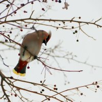 Мне с верху видно всё.. :: Любовь Сахарова