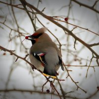 Свиристель виртуоз :: Любовь Сахарова