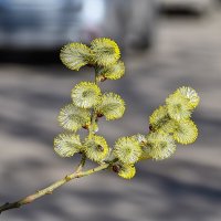 К Вербному воскресенью готовы :: Валерий Иванович
