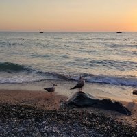 Пейзаж с чайками :: Олег Денисов