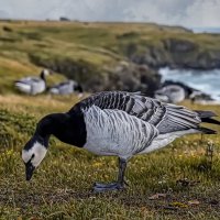 Белощёкая казарка :: Aleksey Afonin