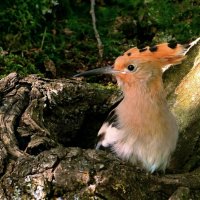 Удод (молодой ) :: Владислав Иопек