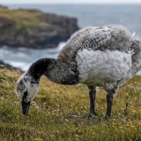 Птенец белощёкой казарки :: Aleksey Afonin Птенец белощёкой казарки :: Aleksey Afonin