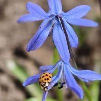 Весной :: Мариша Тим