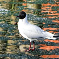 Озёрная чайка на городском пруду. :: Милешкин Владимир Алексеевич 