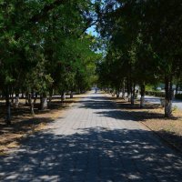 Керчь. Аллея сквера Лётчиков летом. :: Пётр Чернега