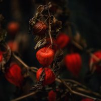 Физалис :: Ирена Цурпал