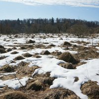 Последний снег в долине Протвы :: Сергей Курников