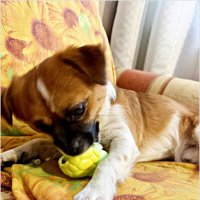 Осталось отгрызть последнюю лапку. :: Валерия Комова