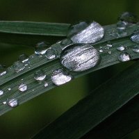 Капли росы :: Владимир Гришин