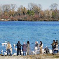 Сегодня запланирована встреча с лебедями :: Alexandеr P