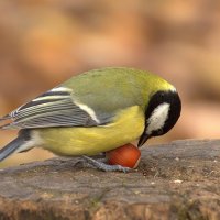 Синица и орех :: Вячеслав Минаев