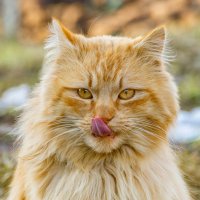 Рыжик :: Екатерина Счасная