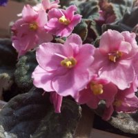 Моя фиалка :: Елена Семигина