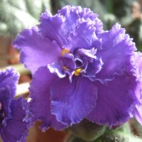 Фиалка :: Елена Семигина Фиалка :: Елена Семигина