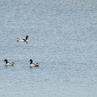 пеганки на море :: ИННА ПОРОХОВА