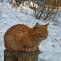 "Месяц кончается март... " :: veilins veilins