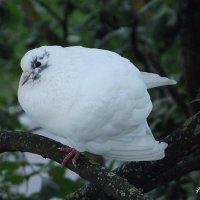 Белый голубь :: Freddy 97