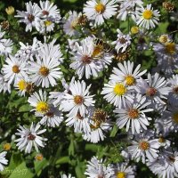 Сентябринки :: Freddy 97