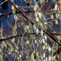 ..перезимовавшие плоды лоха... :: galalog galalog