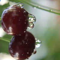 вишня :: александр молоков