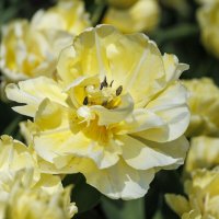 Время тюльпанов :: Светлана Тихонина Время тюльпанов :: Светлана Тихонина