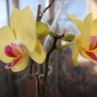 Моя коллекция орхидей :: Irene Irene