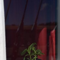 "Мир". Цветок. :: Константин Белоногов