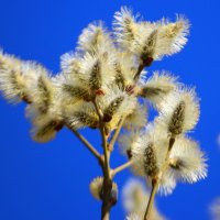 Ранняя пасха - ранняя верба :: Александр Чеботарь