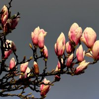 Цветение :: Юрий. Шмаков Цветение :: Юрий. Шмаков