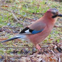 Красотка :: Андрей Снегерёв