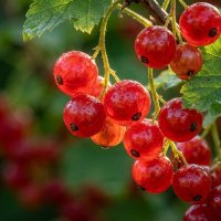 Веточка красной смородины :: Лилия 