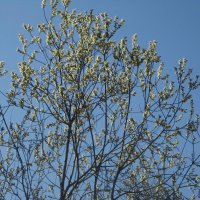 Весна пришла! :: Дмитрий Никитин