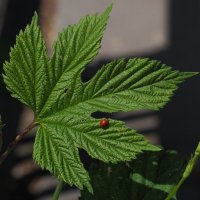 солнышко) :: Всеволод 