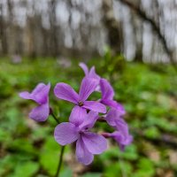 весна пришла :: Ольга Косачова