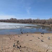 Птичий пляж. :: Андрей Хлопонин