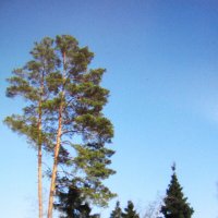 Весна :: Людмила Смородинская