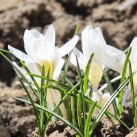 Белые крокусы :: Мариша Тим
