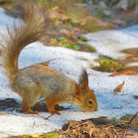 жажда... :: Andrey Bragin 