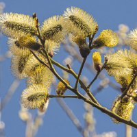 Яркая примета весны. :: Петр Беляков