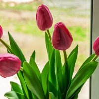 Тюльпаны :: Игорь Сикорский Тюльпаны :: Игорь Сикорский