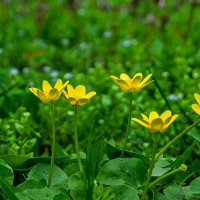 Чистяк весенний :: Игорь Сикорский Чистяк весенний :: Игорь Сикорский