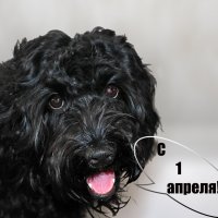 С первым апреля! :: Светлана 