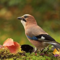 ... :: Вячеслав Минаев